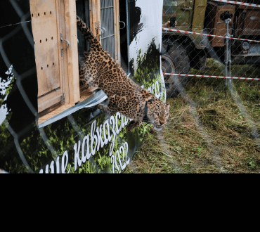 A leopard wearing a tracking collar leaves its enclosure as it is released into the wild. Image Source: Pavel Padalko.