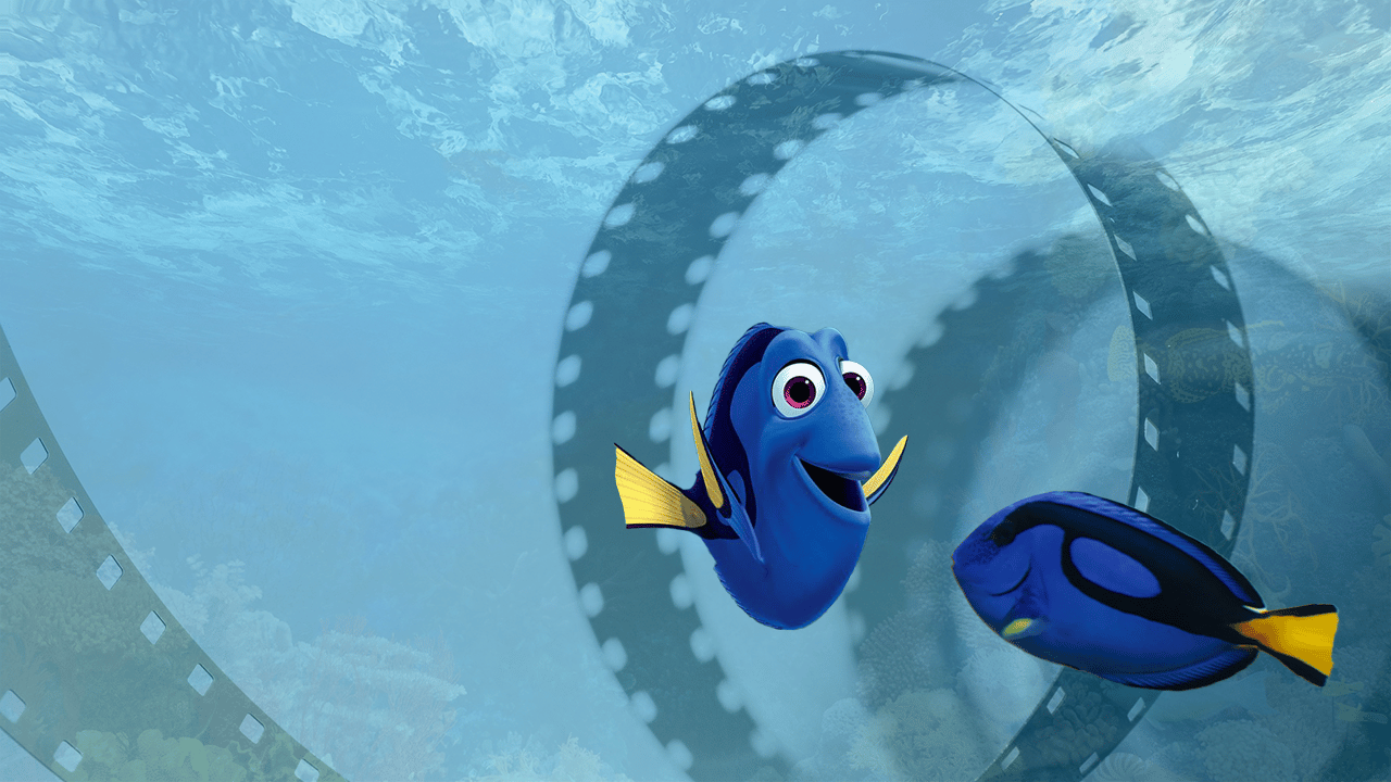 'Dory' from Disney Pixar's 'Finding Dory' and a real-life blue tang fish. Featured image for video 'Movies and the Wildlife Trade'.