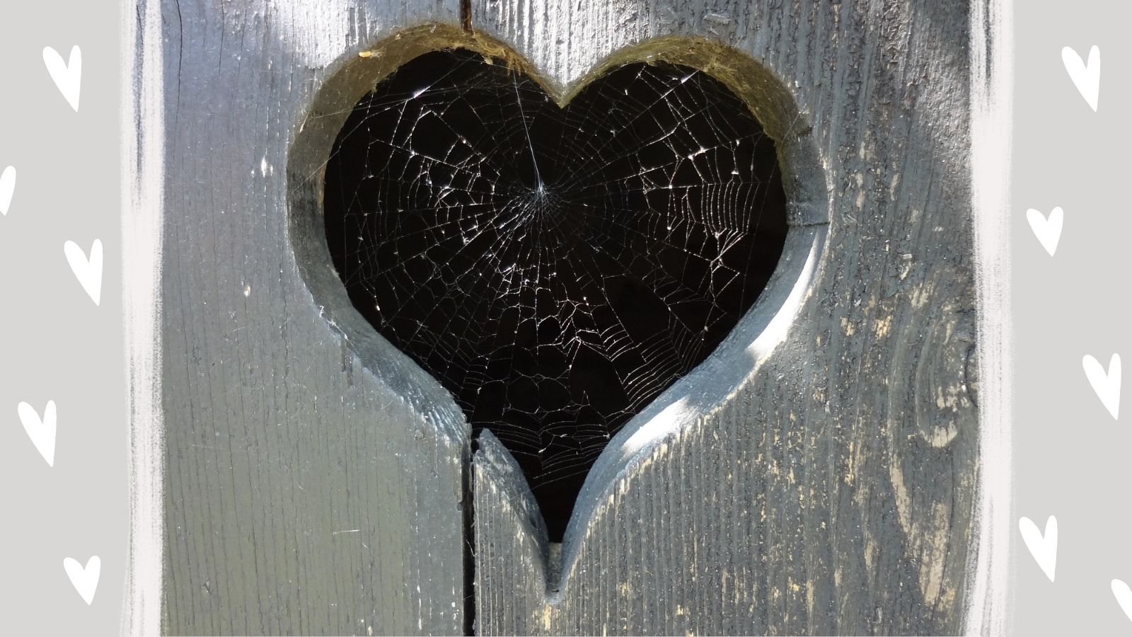 A spider web in a heart-shaped hole in some wood. Featured image for the podcast episode 'How could spider sex unlock secrets to engineering?'