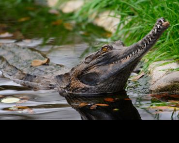 A False Gharial (Tomistoma schlegelii). Image credit: Shutterstock.