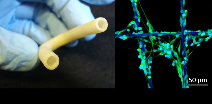 Left: Newrotex moth silk conduits, demonstrating important flexibility.   Right: Immunostained Schwann cells of a rat nerve growing on crossing filaments of golden silk spider. 