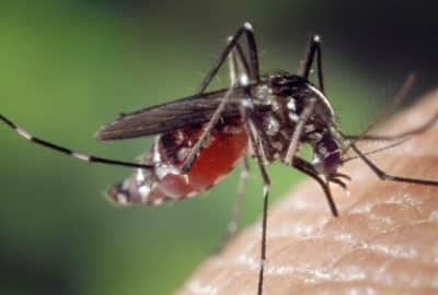 Aedes albopictus mosquito. Featured image for podcast episode "Can you make a dengue fever forecast?"