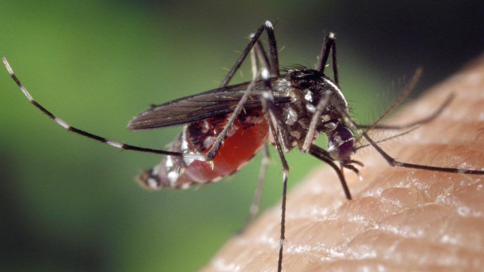 Aedes albopictus mosquito. Featured image for podcast episode "Can you make a dengue fever forecast?"