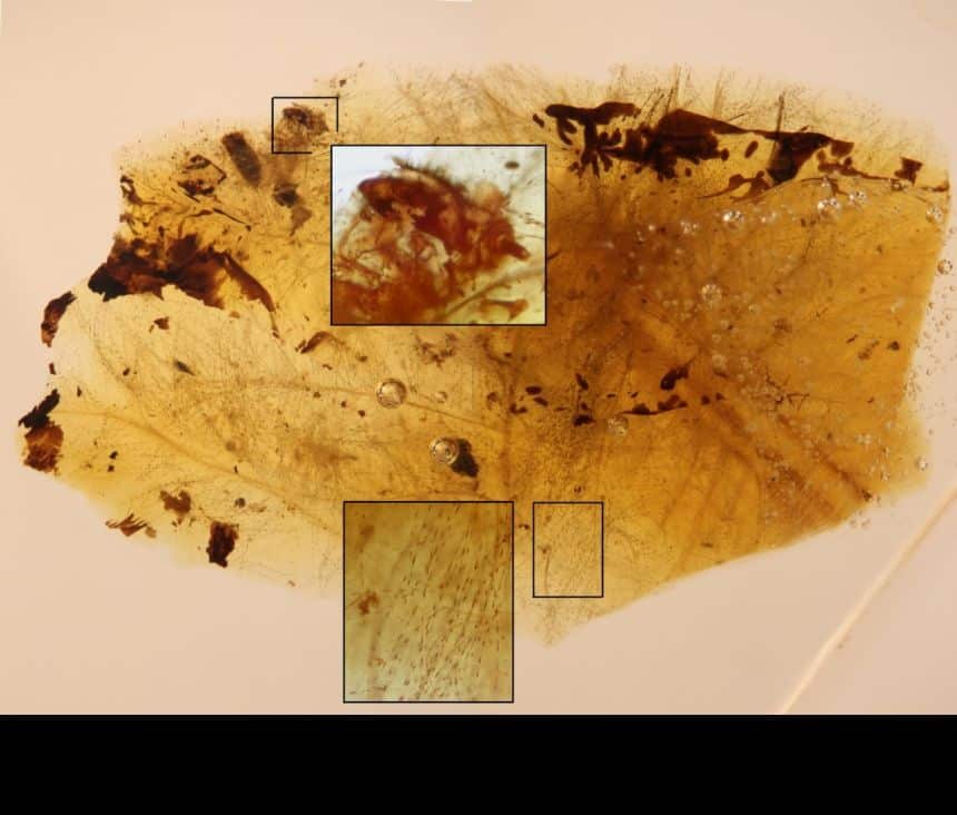 Annotated image of the amber fossil showing the beetle larvae intimately associated with downy feather portions from an unidentified theropod dinosaur of the Early Cretaceous. Image credit: CN IGME-CSIC