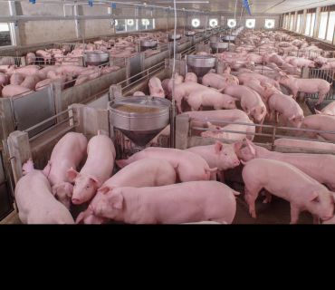 An intensive pig farm viewed from above showing high densities of young pigs crowded in pens. Image credit: Shutterstock.