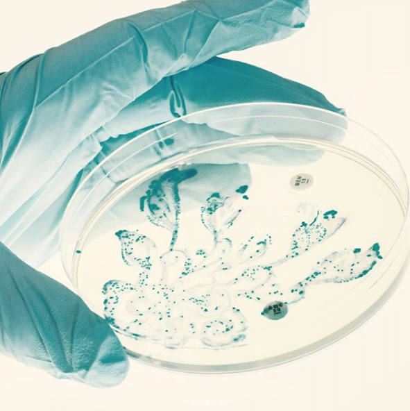 Bacteria on a Petri Dish
