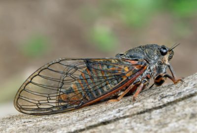 Cicada in the new forest