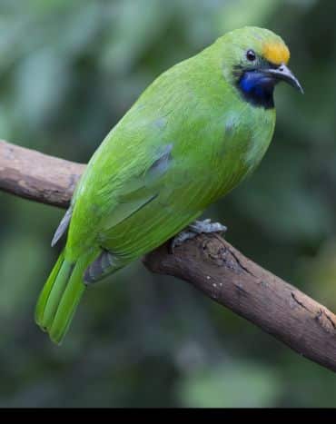 A green bird with a black bib on its throat perches on a branch. 