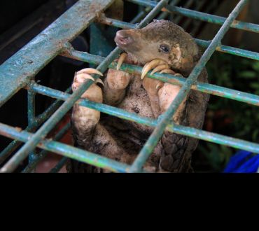 A pangolin – a long slender mammal covered in scales – clings to the bars of a cage.