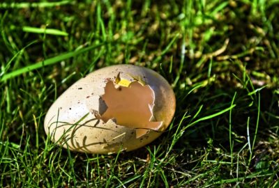 An empty birds egg on grass