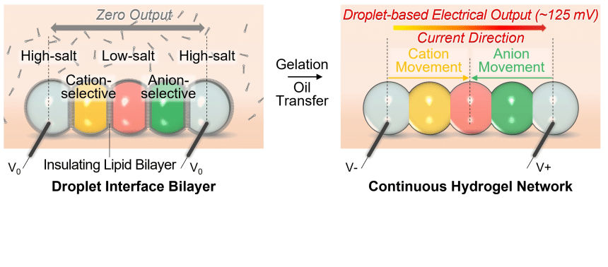 A row of five droplets with different colours to indicate different salt concentrations: high at the ends and low in the middle.