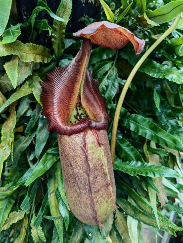 A plant shaped like a hanging jug, with a slippery rim and a suspended lid. 