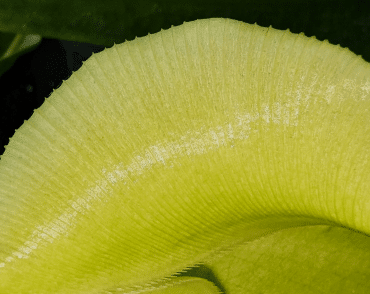 Close up shot of the rim of the pitcher plants cup-shaped trap. The shiny, slippery surfaces is covered in ridges. 