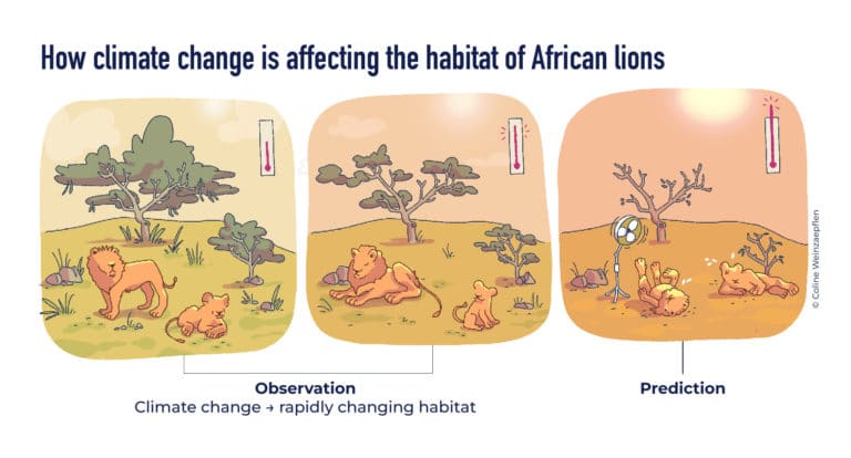 Cartoon of how climate change is affecting the habitat of African lions, by Coline Weinzaepflen.