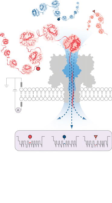 Diagram sketch showing a chain of amino acids, like breads on a string, being fed through a pore like structure on a membrane.