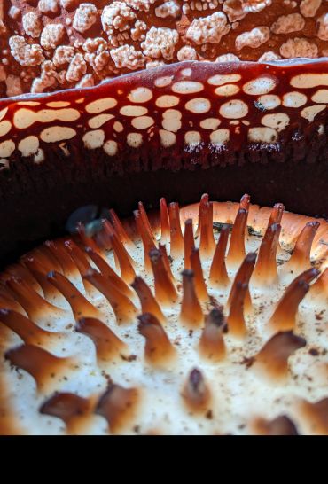 Close-up view of the centre of a large five-lobed flower. The central dome is covered in spine-like projections. 