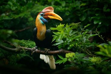 Knobbed Hornbill