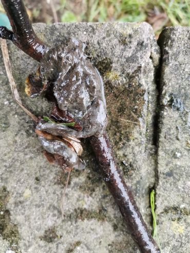 A stick lying on a stone wall, which has a large blob of slimy material attached to it.