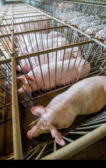 Rows of pigs held in narrow crates in a large barn.