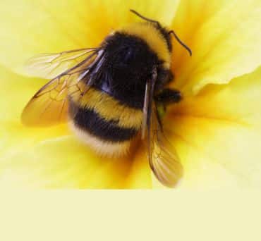 A large bumblebee on a yellow flower. 