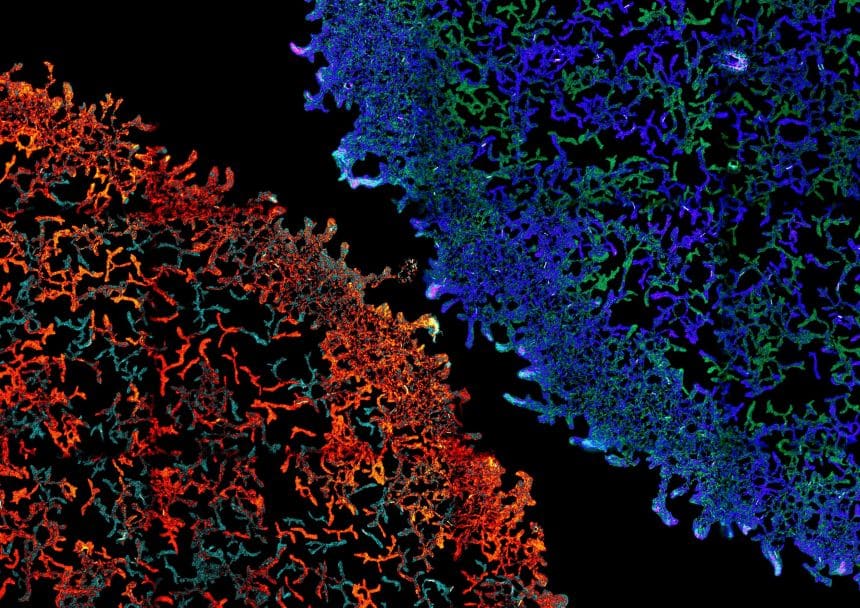 A close-up image of two circular bacterial colonies that are almost touching. The bacteria appear as squiggle shaped cells. 