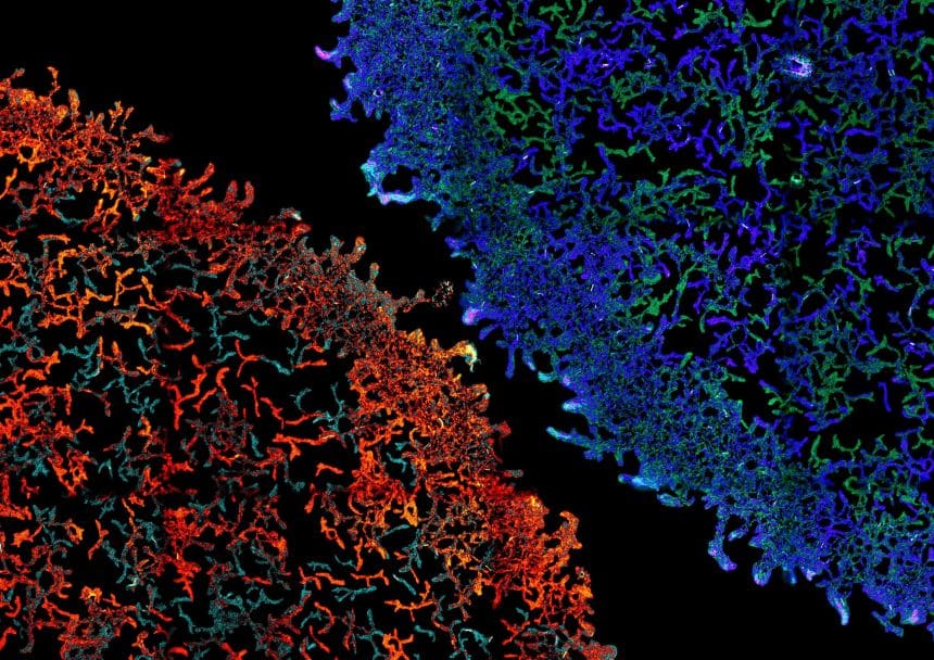 A close-up image of two circular bacterial colonies that are almost touching. The bacteria appear as squiggle shaped cells. 