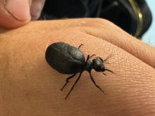 The Rugged Oil Beetle
