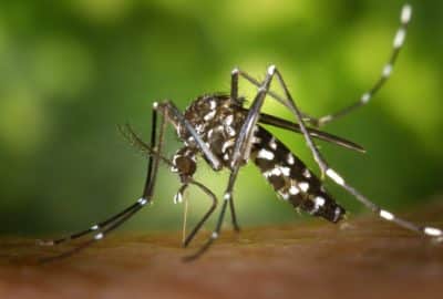 Mosquito on someone's skin.