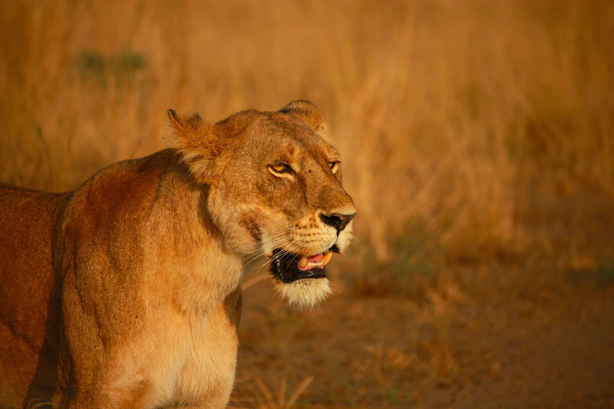 Lioness walking through grassland