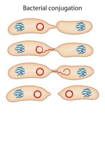 A small circle, representing a plasmid, moves between two bacterial cells in close proximity through a bridge-like connection that forms when the cells temporarily fuse together.