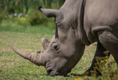 Rhino eating grass