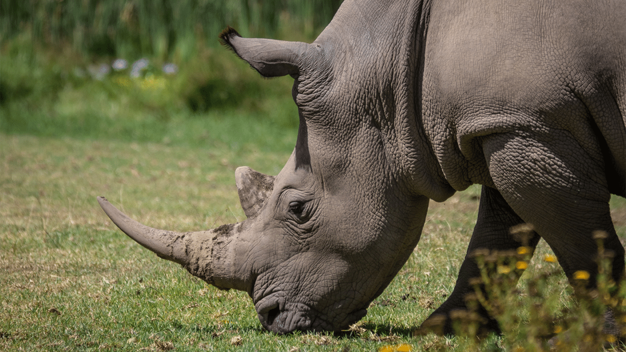 Rhino eating grass