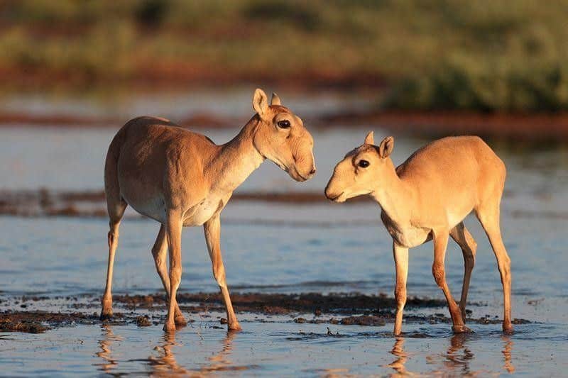 Two Saiga