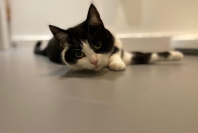Black and white cat lying down and looking at the camera