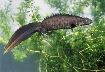 Underwater shot of a great crested newt; an amphibious animal with a ridged back and a sail-like tail.