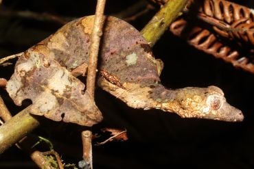 A mottled-brown lizard, camouflaged to look like leaves, with a flattened leaf-like tail.