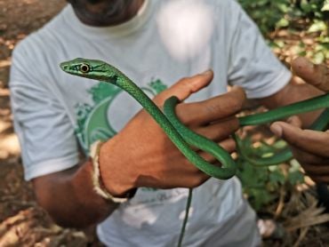 A skinny emerald green snake wrapped around a man's arms.