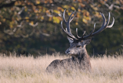 A red deer stag sits in tall grass