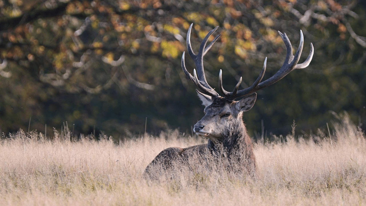 A red deer stag sits in tall grass