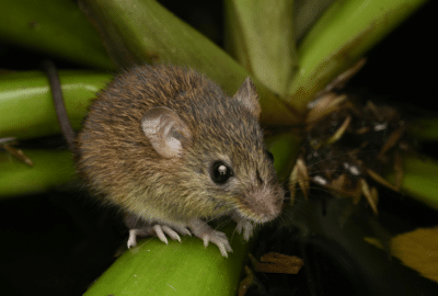 Close-up photograph of a pygmy rice rat (Oligoryzomys genus) on green foliage. Andes virus is transmitted mainly by the long-tailed pygmy rice rat (Oligoryzomys longicaudatus).