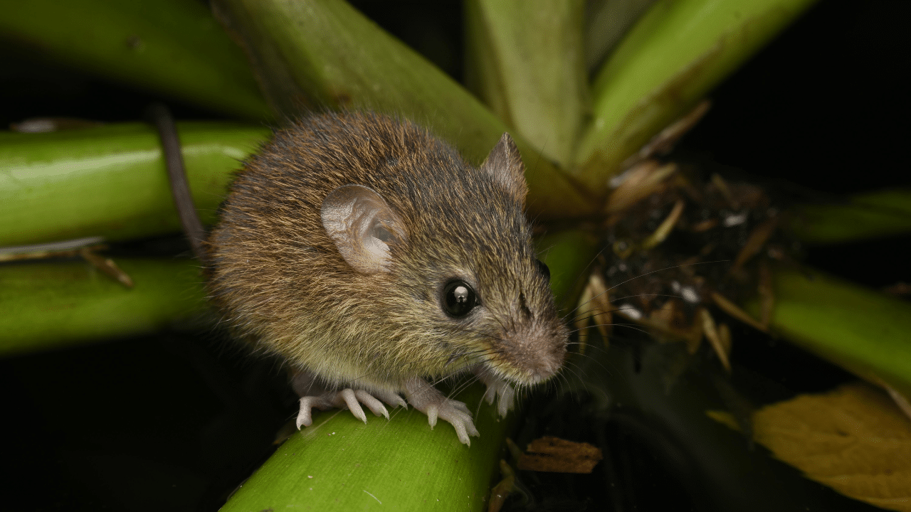 Close-up photograph of a pygmy rice rat (Oligoryzomys genus) on green foliage. Andes virus is transmitted mainly by the long-tailed pygmy rice rat (Oligoryzomys longicaudatus).